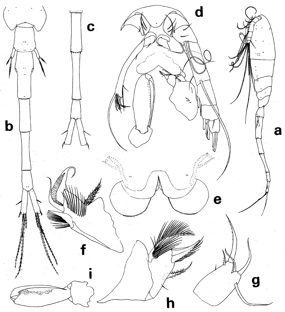 Espèce Atrophia minuta - Planche 3 de figures morphologiques