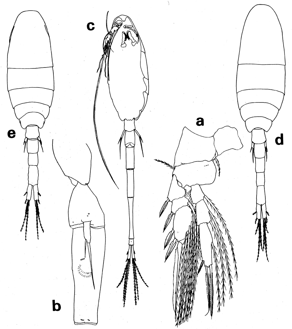 Espèce Atrophia minuta - Planche 5 de figures morphologiques