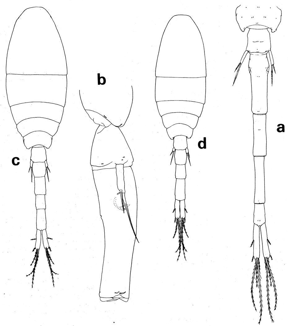 Espèce Atrophia glacialis - Planche 1 de figures morphologiques