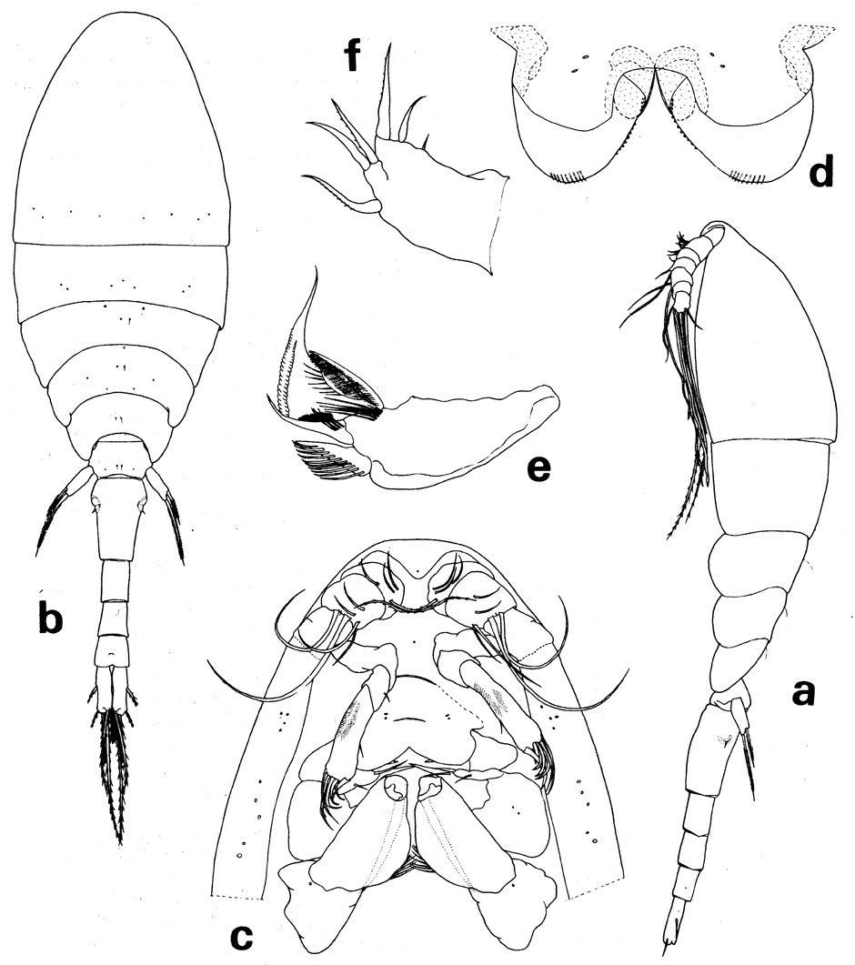 Espèce Homeognathia flemingi - Planche 1 de figures morphologiques