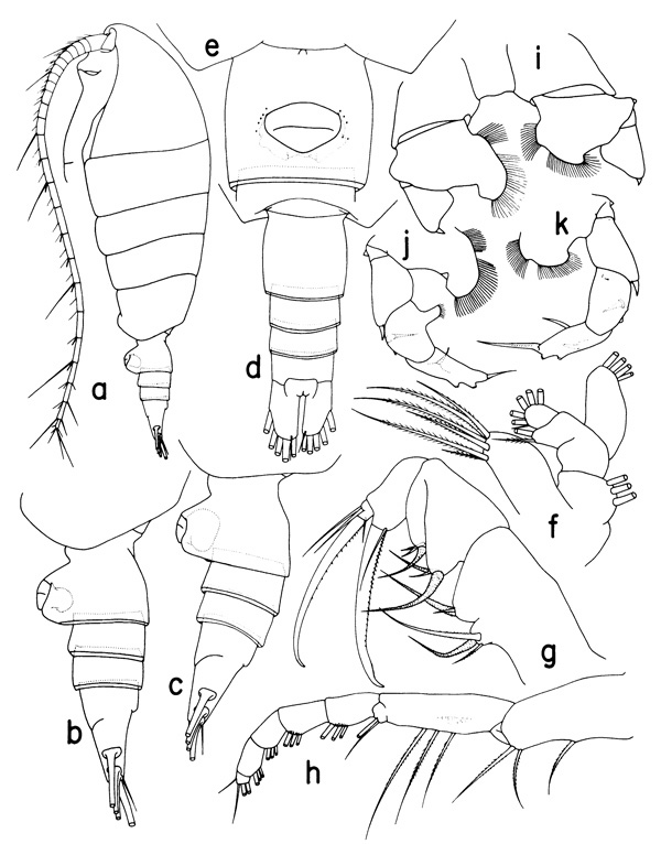 Species Neorhabdus falciformis - Plate 1 of morphological figures