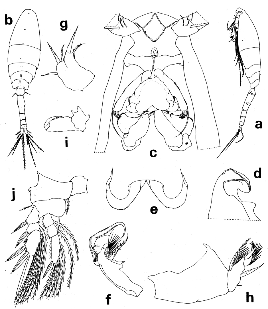 Espèce Haplopodia petersoni - Planche 1 de figures morphologiques