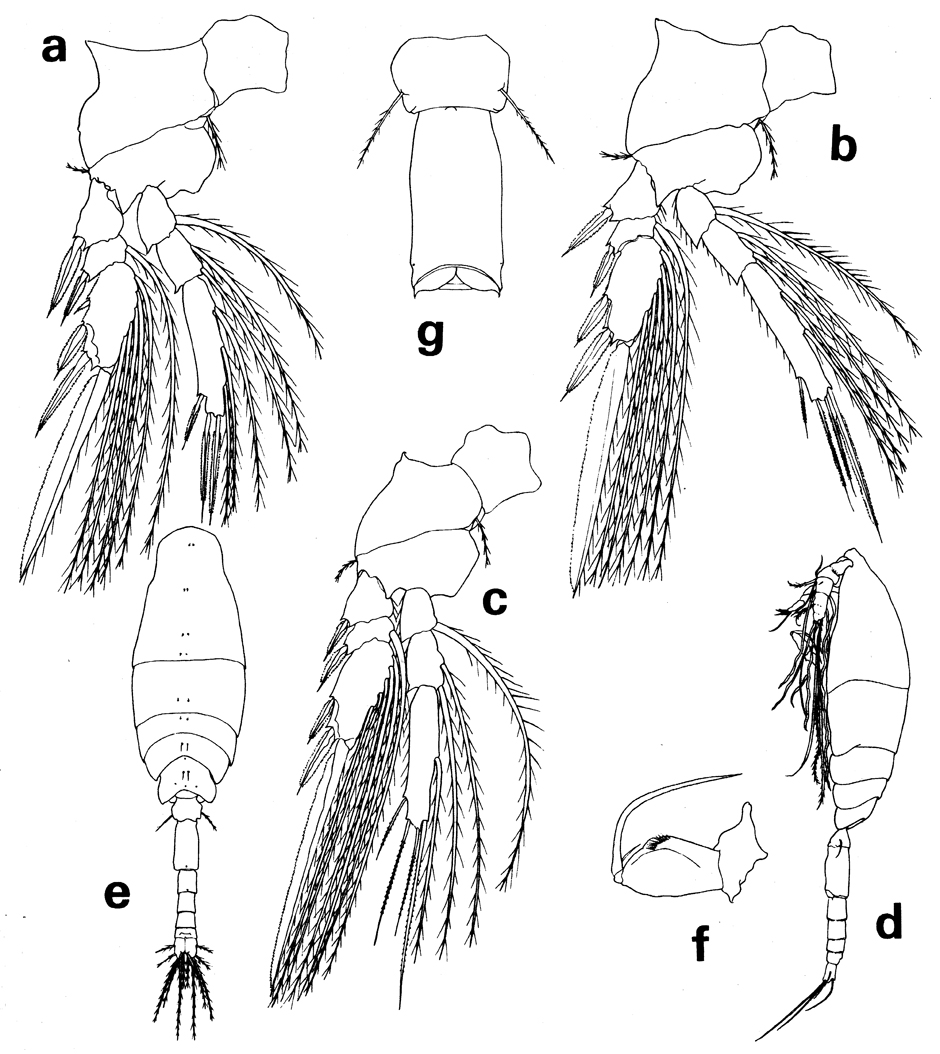 Espèce Haplopodia petersoni - Planche 2 de figures morphologiques