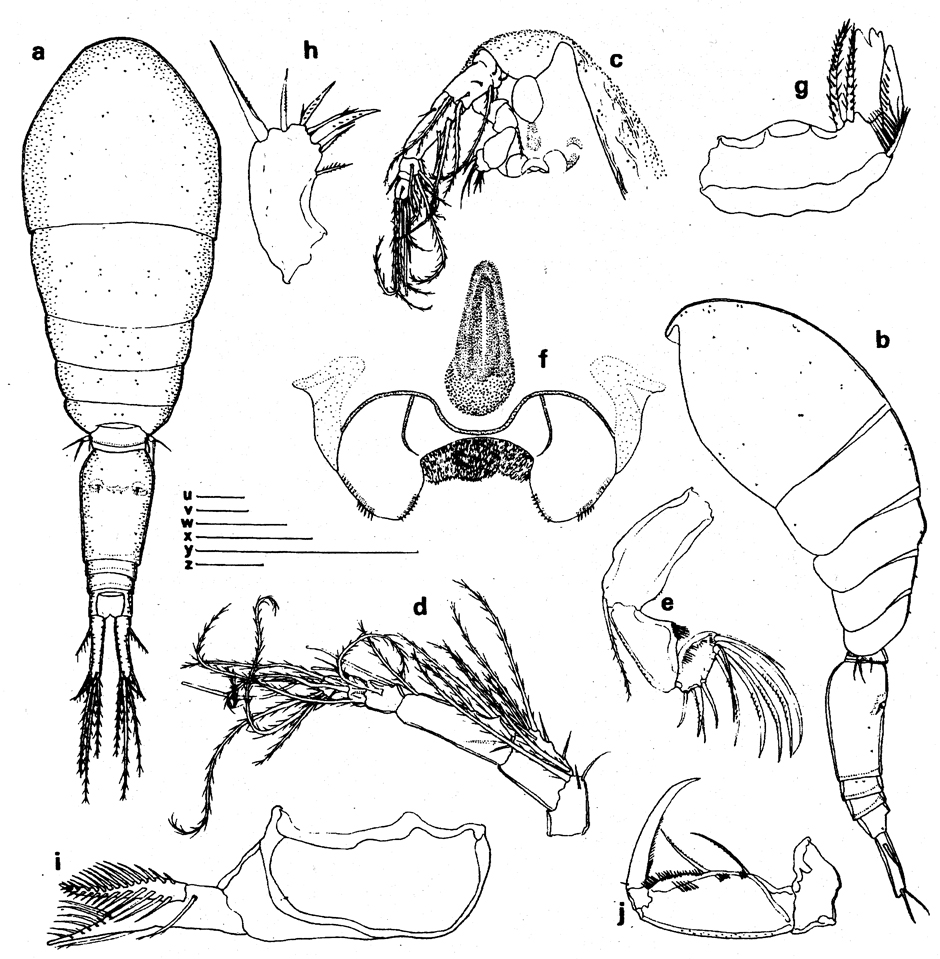 Species Oncaea frosti - Plate 1 of morphological figures
