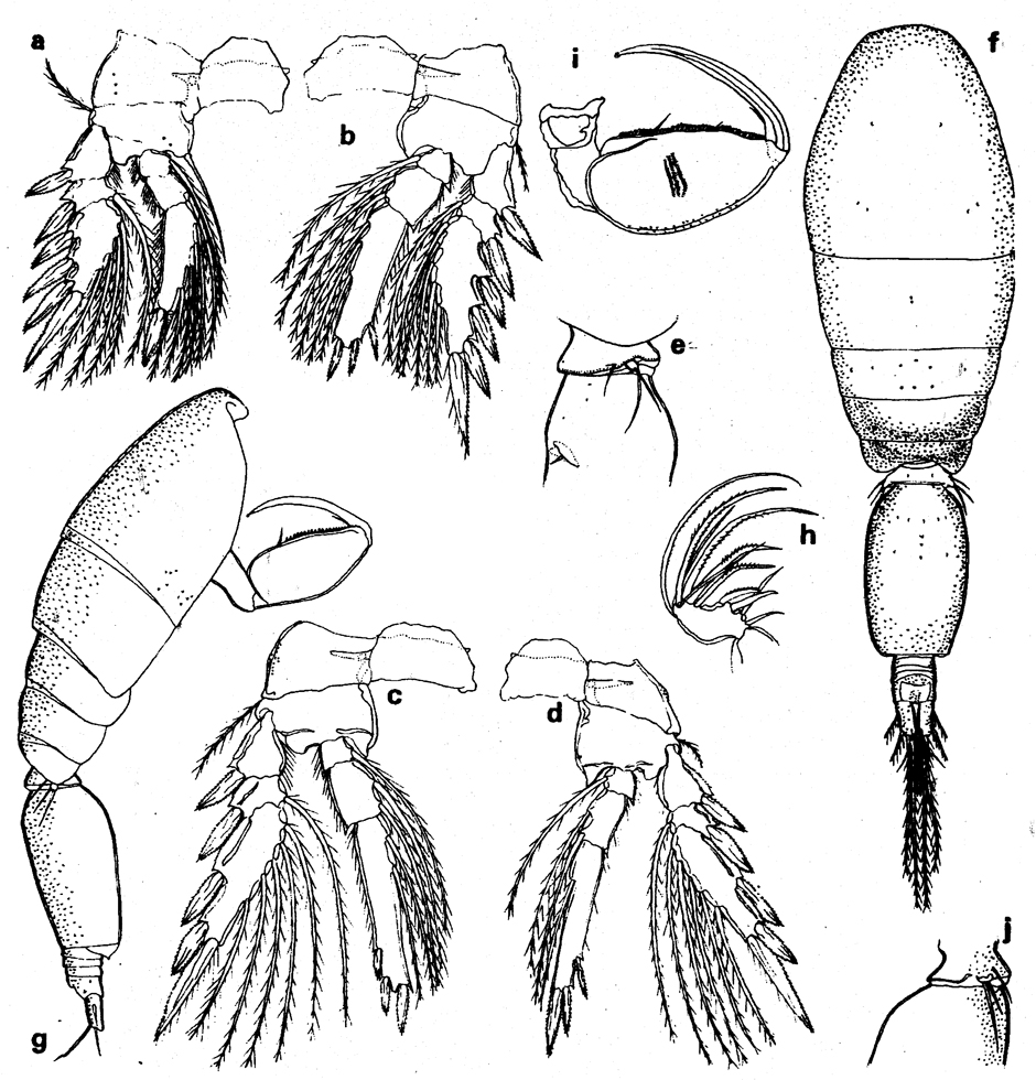 Espce Oncaea frosti - Planche 2 de figures morphologiques