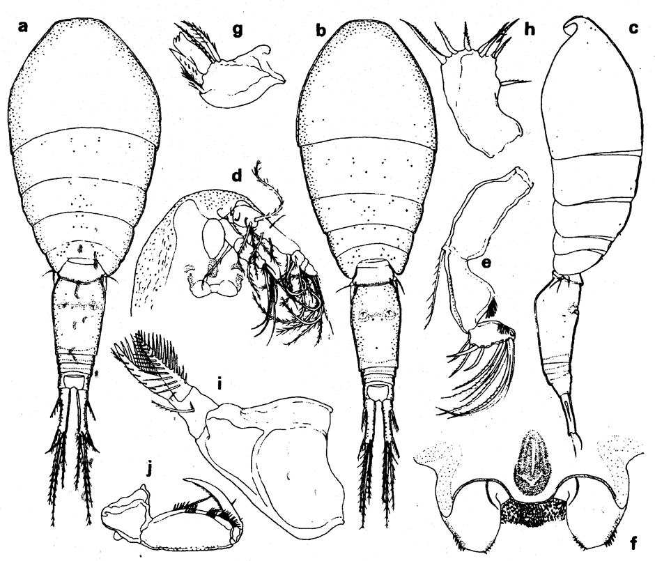 Species Oncaea venella - Plate 2 of morphological figures