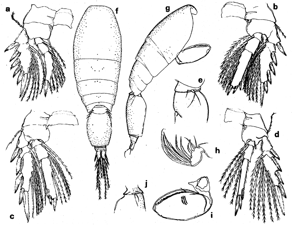 Species Oncaea venella - Plate 4 of morphological figures
