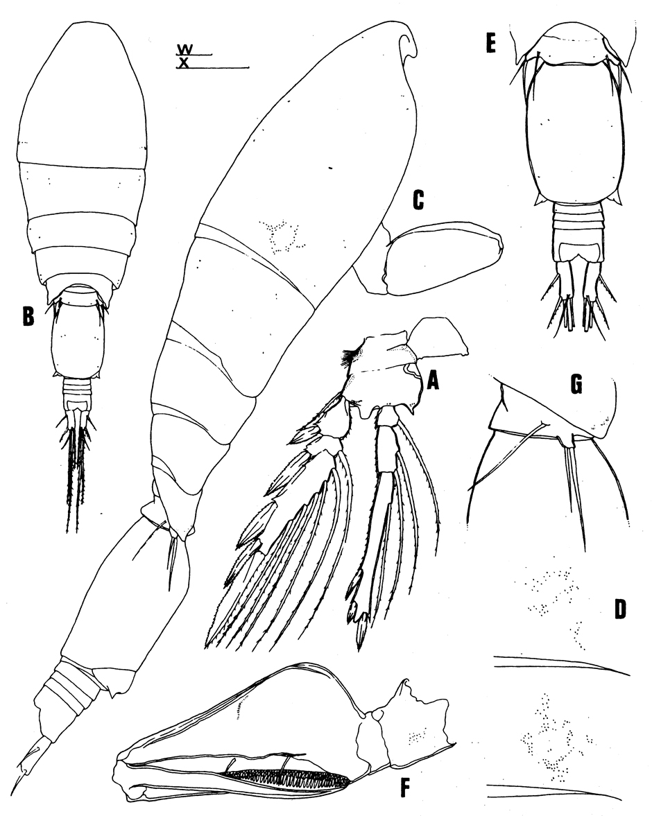 Species Triconia canadensis - Plate 4 of morphological figures