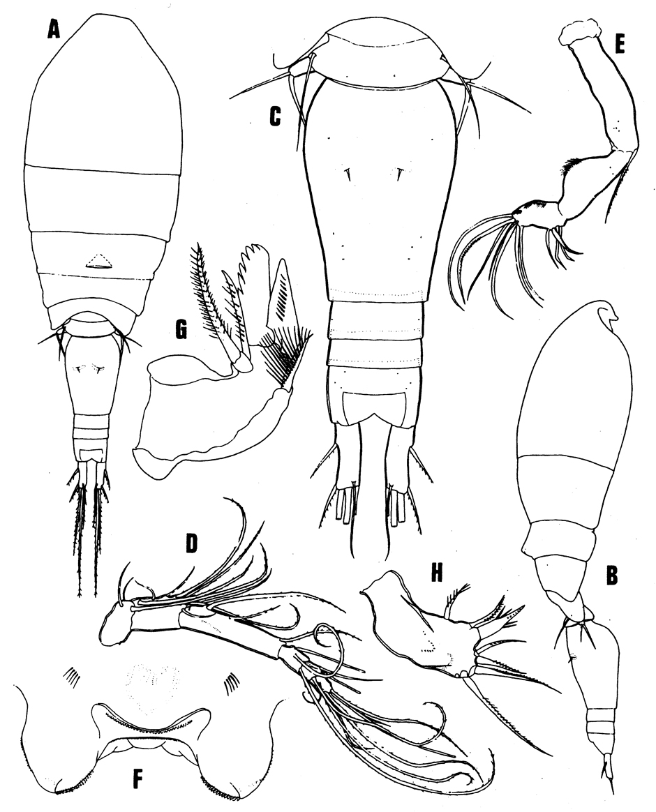 Species Triconia thoresoni - Plate 1 of morphological figures