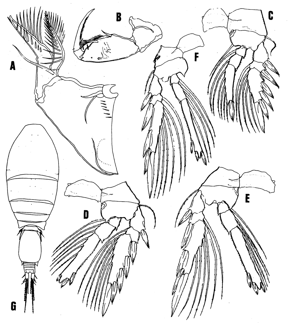 Espèce Triconia thoresoni - Planche 2 de figures morphologiques