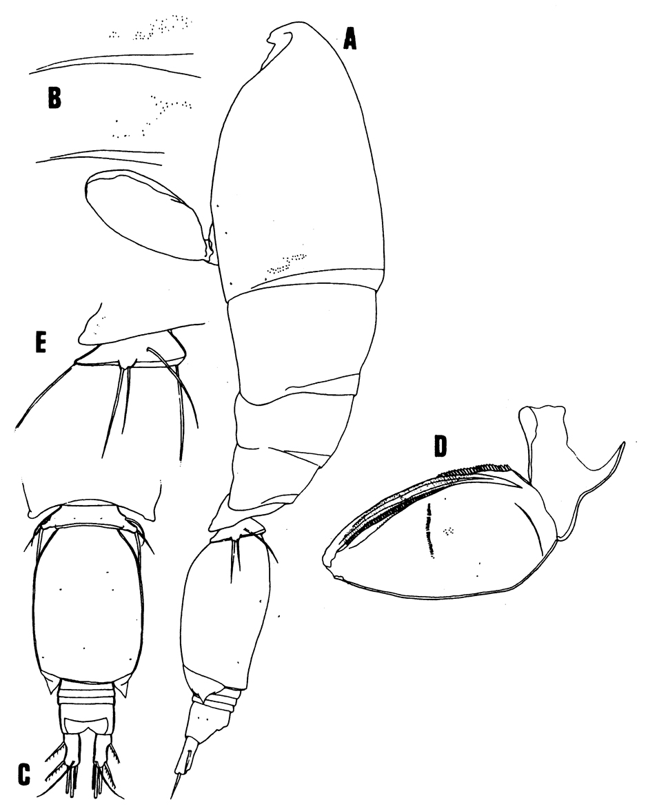 Espèce Triconia thoresoni - Planche 4 de figures morphologiques