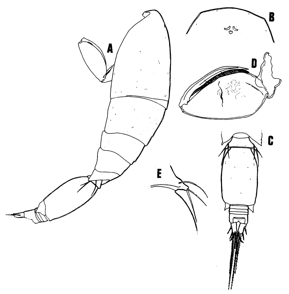Species Triconia redacta - Plate 1 of morphological figures