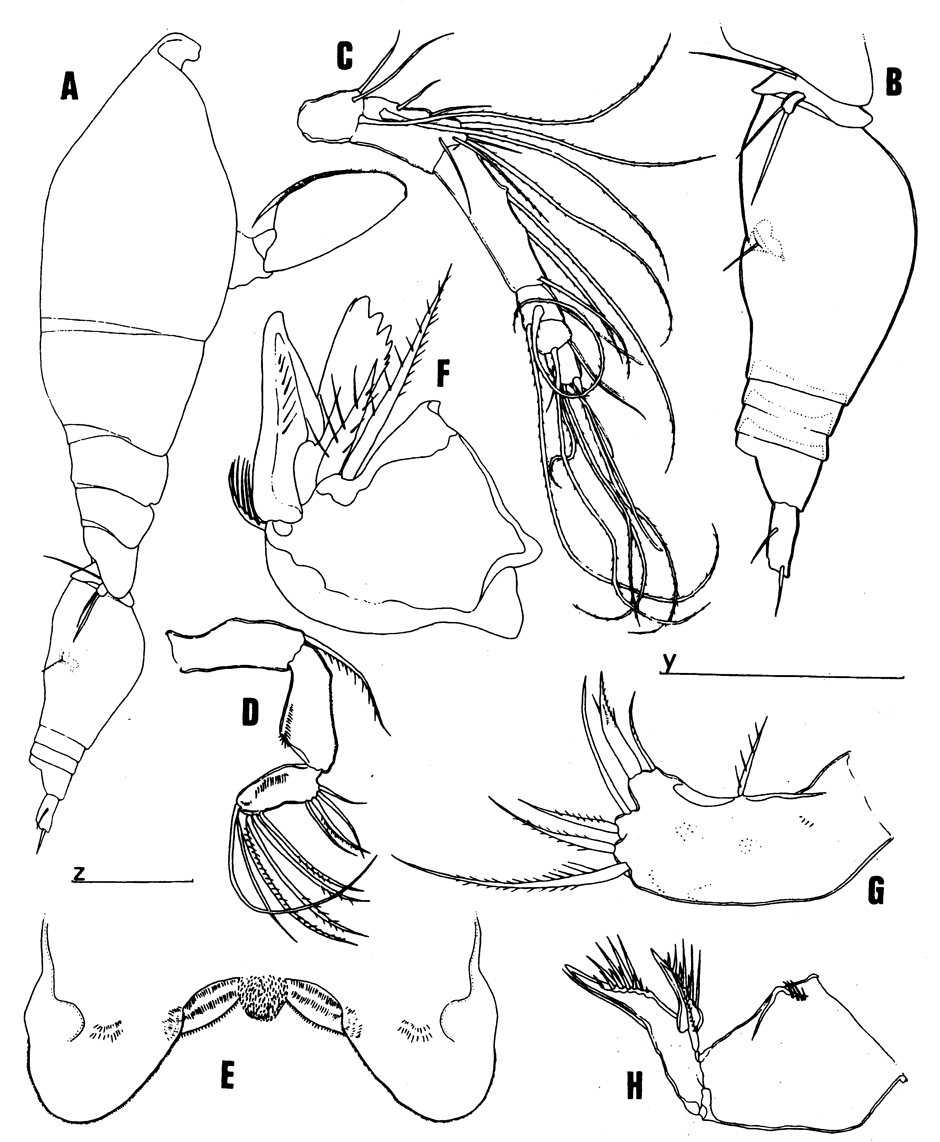 Species Oncaea insolita - Plate 2 of morphological figures
