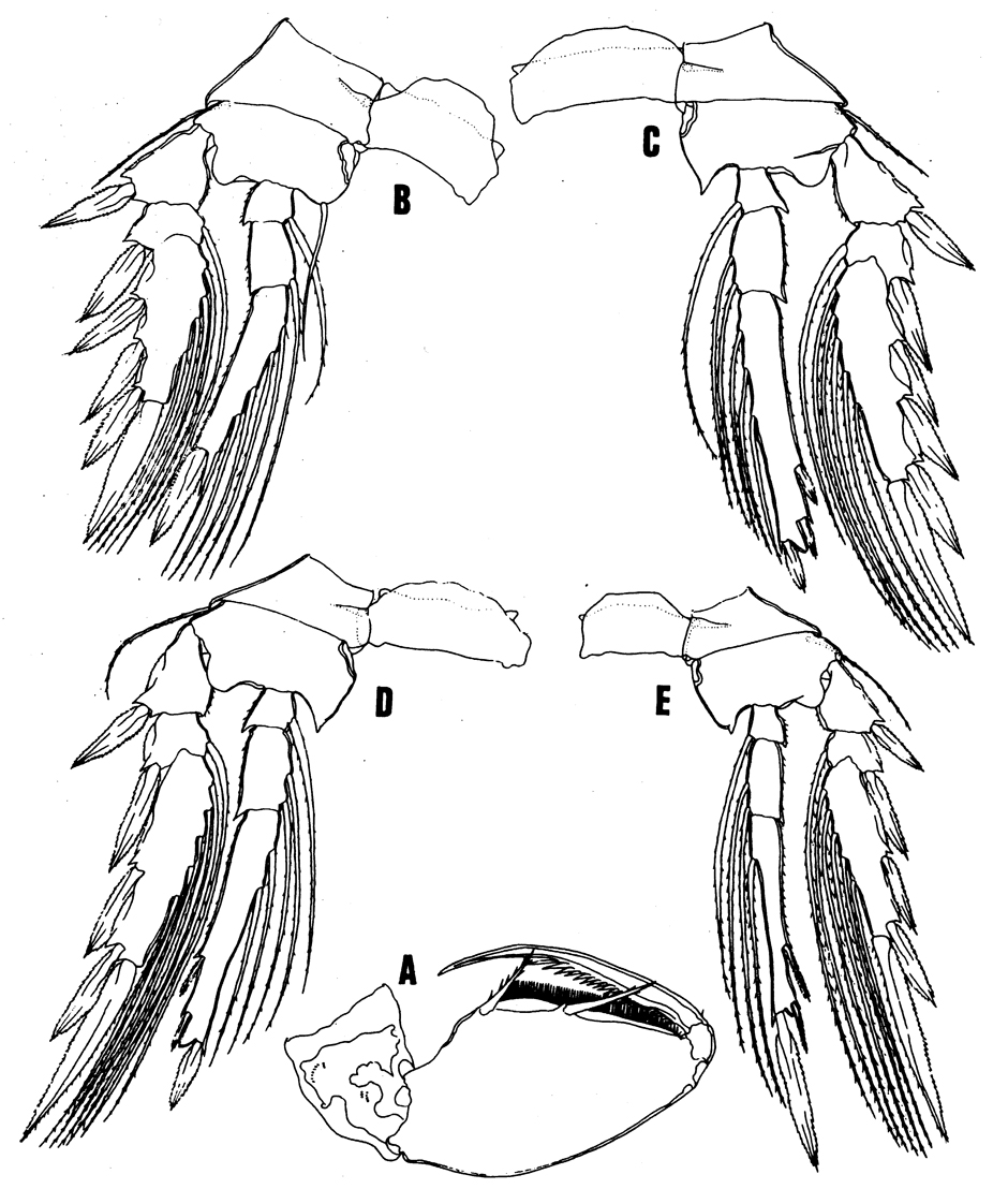 Espèce Oncaea insolita - Planche 3 de figures morphologiques