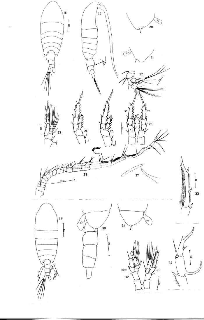 Espèce Centropages natalensis - Planche 1 de figures morphologiques