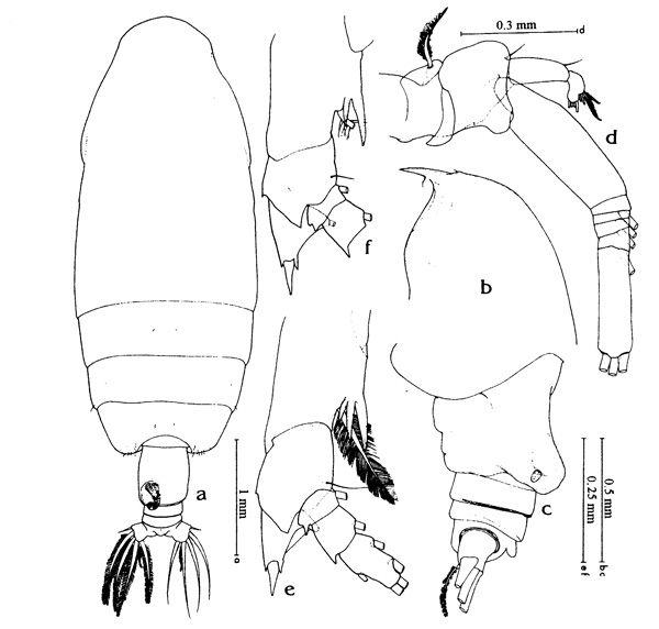 Espce Euchirella messinensis - Planche 1 de figures morphologiques
