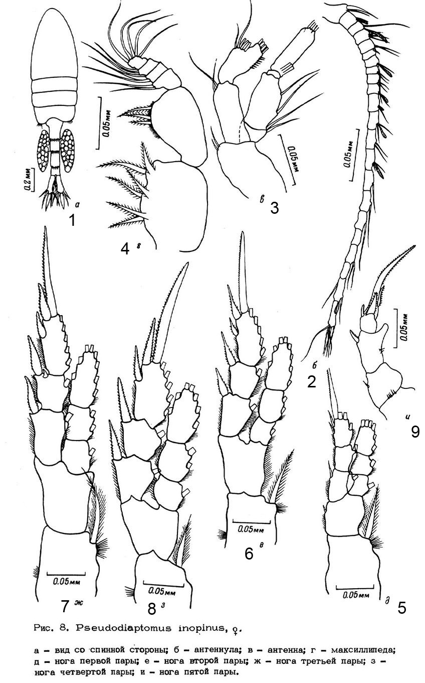 Species Pseudodiaptomus japonicus - Plate 18 of morphological figures
