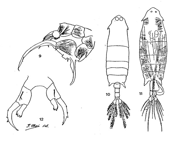Species Labidocera japonica - Plate 1 of morphological figures