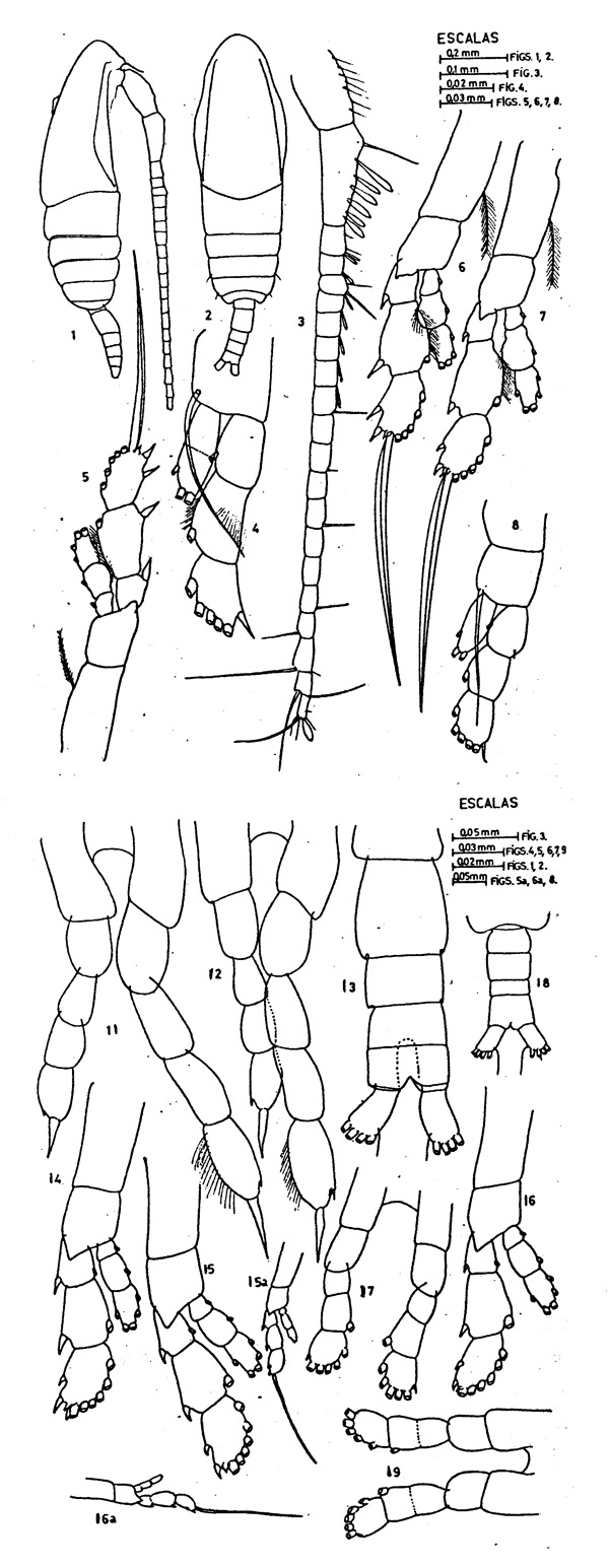 Species Mecynocera clausi - Plate 1 of morphological figures