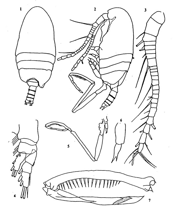 Espce Mesaiokeras mikhailini - Planche 1 de figures morphologiques