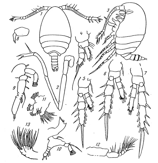 Species Mesaiokeras tantillus - Plate 1 of morphological figures