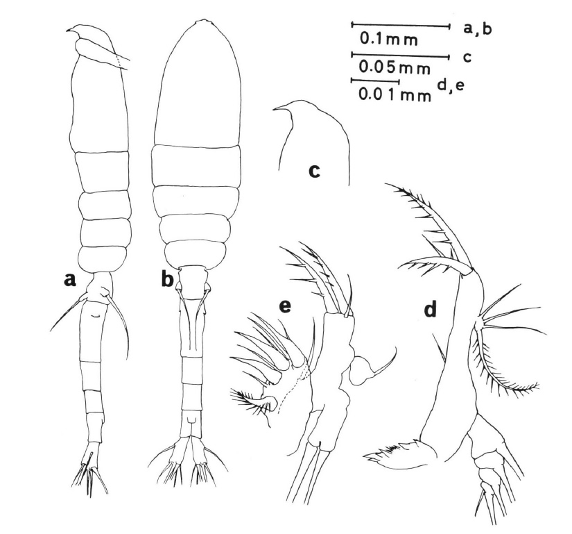 Espce Oithona fragilis - Planche 1 de figures morphologiques