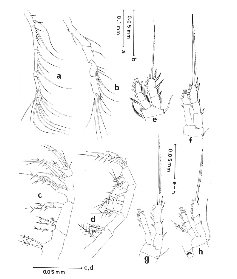 Espce Oithona fragilis - Planche 2 de figures morphologiques