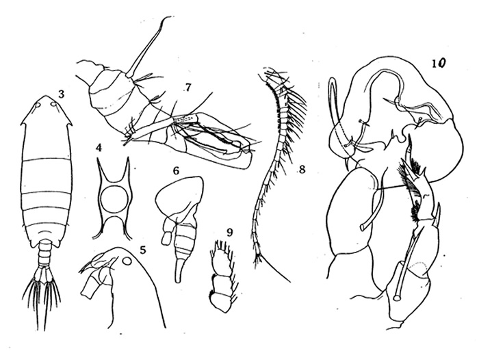 Species Pontella chierchiae - Plate 2 of morphological figures
