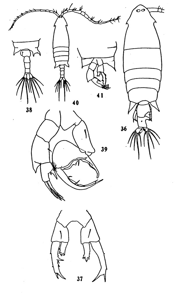 Espèce Labidocera rotunda - Planche 1 de figures morphologiques