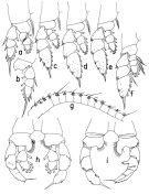 Species Neorhabdus brevicornis - Plate 2 of morphological figures