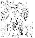Espèce Oncaea rimula - Planche 3 de figures morphologiques