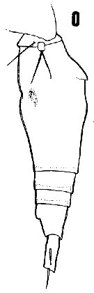 Espèce Oncaea macilenta - Planche 1 de figures morphologiques