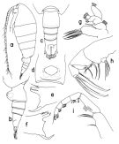 Espèce Neorhabdus capitaneus - Planche 1 de figures morphologiques