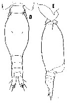 Species Oncaea englishi - Plate 4 of morphological figures