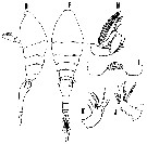 Species Monothula subtilis - Plate 7 of morphological figures