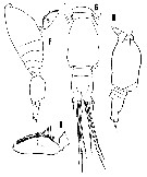 Espèce Conaea hispida - Planche 3 de figures morphologiques