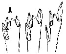 Espèce Triconia canadensis - Planche 3 de figures morphologiques