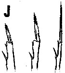 Espèce Oncaea sp.1 - Planche 2 de figures morphologiques