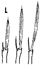 Species Oncaea englishi - Plate 5 of morphological figures