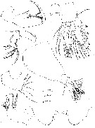Espèce Triconia inflexa - Planche 2 de figures morphologiques