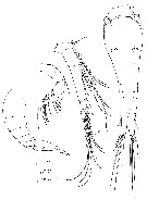Espèce Oncaea mediterranea - Planche 12 de figures morphologiques