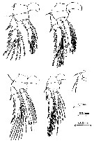 Espèce Oncaea compacta - Planche 2 de figures morphologiques