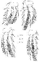 Species Oncaea notopus - Plate 3 of morphological figures