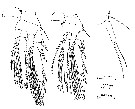 Espèce Oncaea walleni - Planche 2 de figures morphologiques