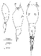Espèce Oncaea rotunda - Planche 1 de figures morphologiques