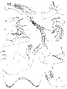 Species Oncaea englishi - Plate 7 of morphological figures