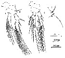 Espèce Epicalymma umbonata - Planche 2 de figures morphologiques