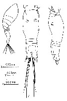 Espèce Conaea hispida - Planche 1 de figures morphologiques
