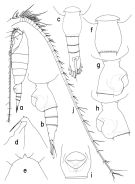 Species Heterorhabdus spinifrons - Plate 1 of morphological figures