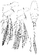 Espèce Atrophia glacialis - Planche 6 de figures morphologiques